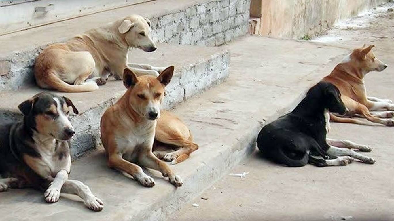Over a lakh unsterilised stray dogs on the streets of Mumbai Mumbai Live