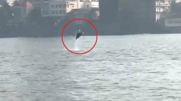 मुंबईतलं डाॅल्फिन दर्शन खरंखुरं!