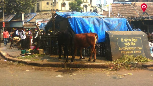 हा कबुतरखाना की गाईचा गोठा?