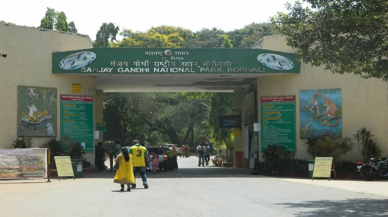 संजय गांधी नॅशनल पार्कमध्ये लवकरच सिंहांची जोडी येण्याची शक्यता
