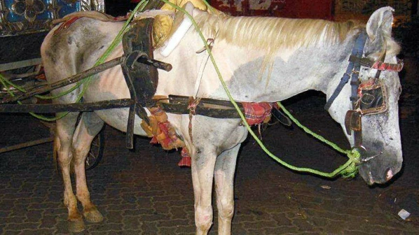 कुपरेज गार्डन प्रकरण: उद्यान विभागाचे अधिकारी अडचणीत?