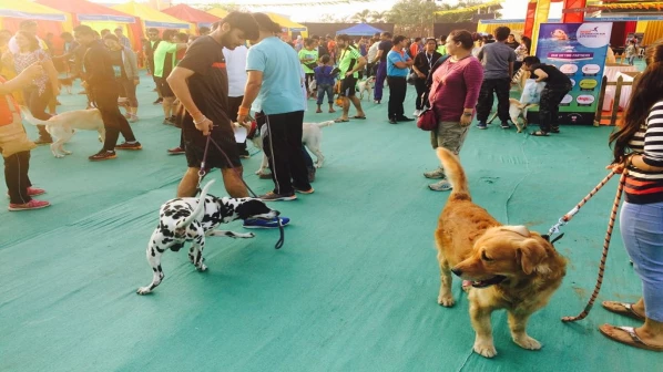 क्या आपने कभी देखा है कुत्तो का मैराथॉन !