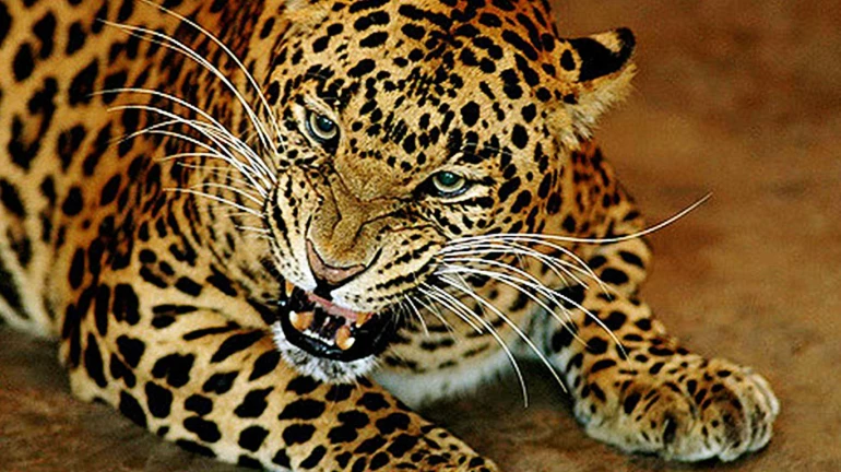 Mumbai: Officials in hurry to find Aarey leopard as permission to trap ends on Oct 31 Mumbai: Officials in hurry to find Aarey leopard as permission to trap ends on Oct 31