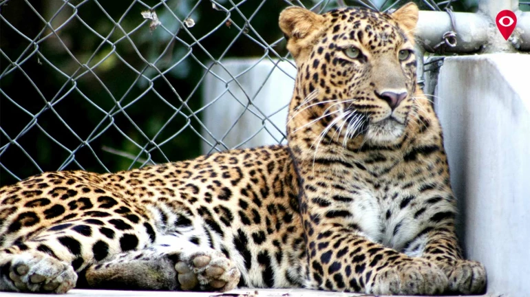 Republican Party adopts a National Park panther 