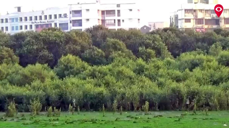 Bullet Train Project: Government agrees to wipe mangroves spread over 19-hectares