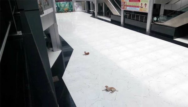 मंत्र्यांच्या भेटीला कुत्रे