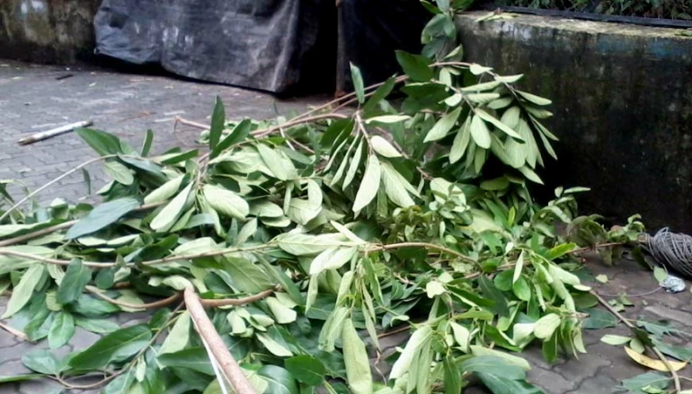 BMC cut trees for Navratri