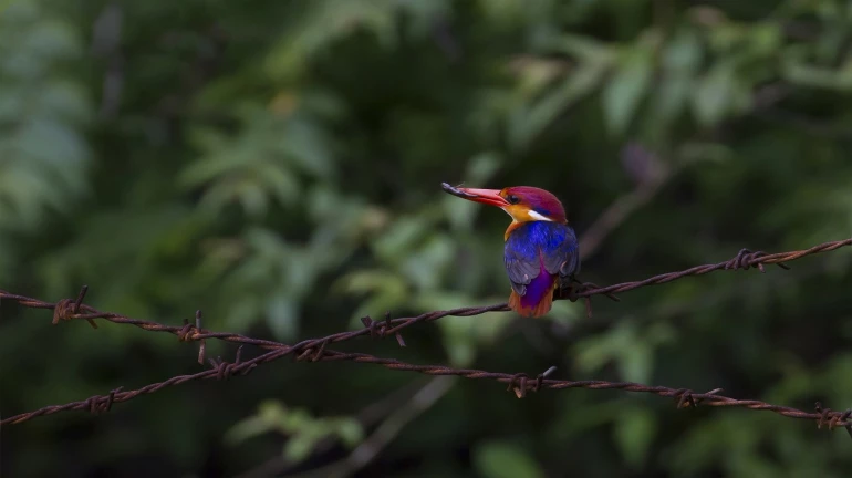 Do not miss the 'Bird Watchers’ Conclave' happening this weekend in Thane