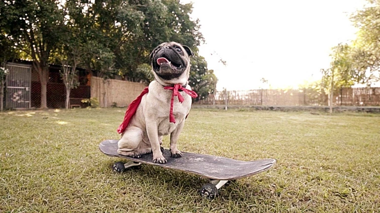 India's biggest 'Pet festival' comes to Mumbai!