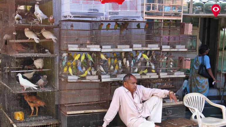 'मुंबईतील बेकायदेशीर पशु-पक्ष्यांची विक्री बंद करा'