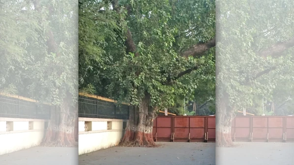 १०० वर्ष जुनं झाड वाचवायला प्राध्यापकाची धडपड, मुंबईत मोजकीच झाडे शिल्लक!