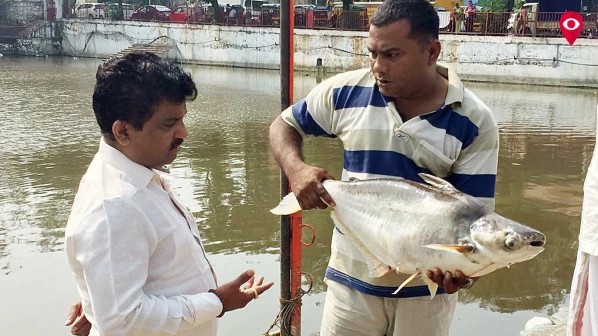 शीव तलावातील प्रदूषणाचा माशांना फटका, शेकडो मासे गतप्राण