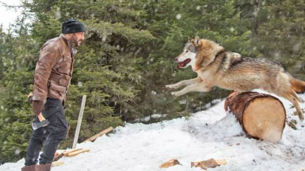 When Tiger faced the wolves