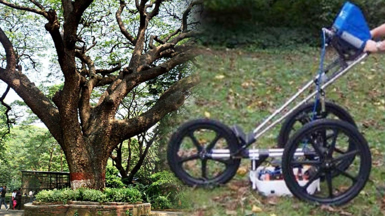 मुंबईतील धोकादायक झाडे शोधण्यासाठी ‘ट्री रडार’ची मागणी