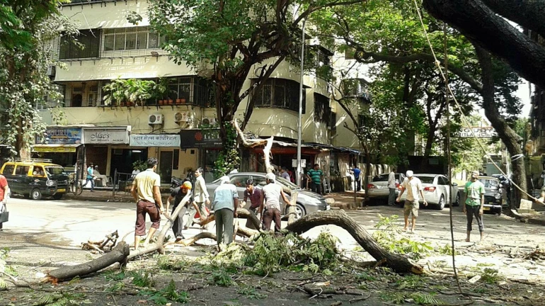 पंधरा दिवसांत ७३५ झाडांवर कुऱ्हाड! पर्यावरणप्रेमी नाराज