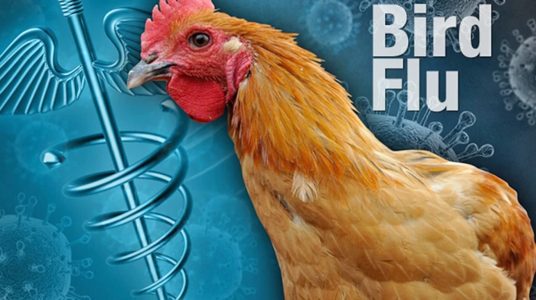 Avian Flu: बर्ड फ्ल्यूचा माणसाला धोका आहे का?