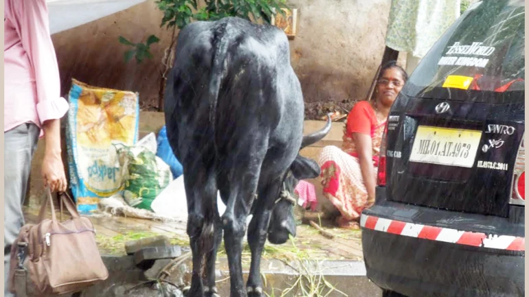 Lumpy Skin Disease: 14 Animals Found Positive In Thane Lumpy Skin Disease: 14 Animals Found Positive In Thane