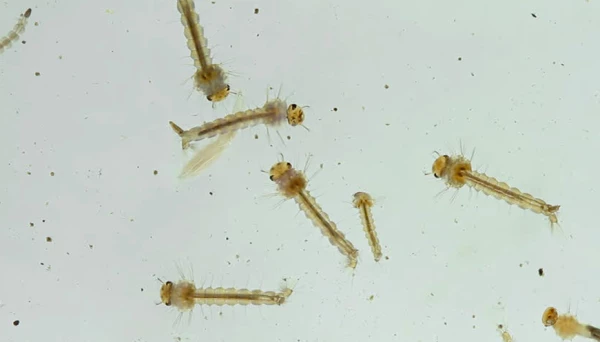 डेंग्युच्या अळ्यांमुळे होणार अटक !