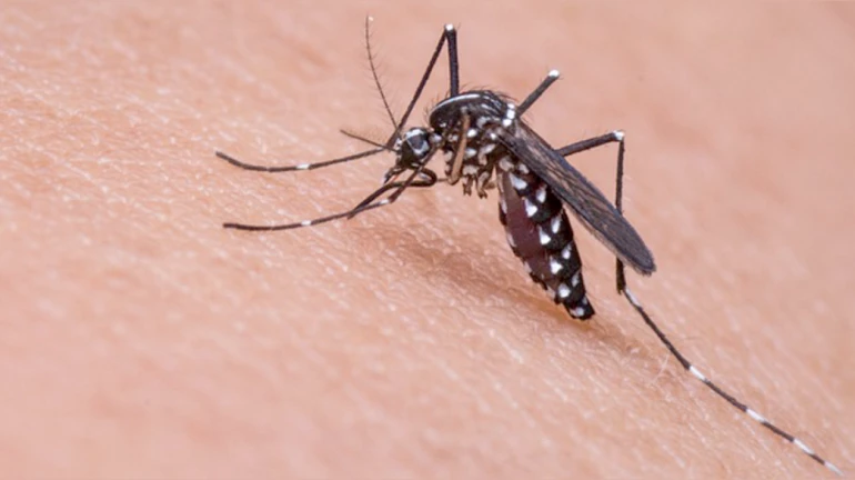 मुंबईत डेंग्यू, मलेरियाच्या रुग्णांच्या संख्येत वाढ