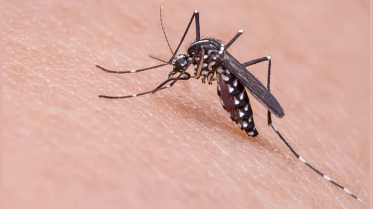 Malaria and Chikungunya Cases Rise Sharply in Mumbai: BMC Report