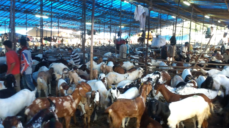 Bakri Eid: रहिवाशी संकुलात बकऱ्यांच्या कुर्बानीला बंदी, हायकोर्टाचे निर्देश Bakri Eid: रहिवाशी संकुलात बकऱ्यांच्या कुर्बानीला बंदी, हायकोर्टाचे निर्देश