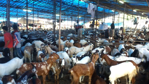 महंगे बकरे !