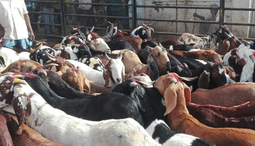 पालघर - रहस्यमय जंगली जानवर के हमले में 14 बकरियों की मौत