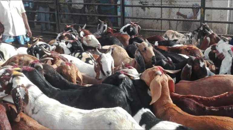 पालघर - रहस्यमय जंगली जानवर के हमले में 14 बकरियों की मौत पालघर - रहस्यमय जंगली जानवर के हमले में 14 बकरियों की मौत