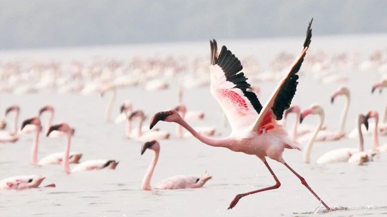 MMR’s First Ramsar Site to Come up at Thane Creek Flamingo Sanctuary