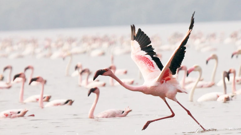 Forest Department Files Complaint Over Drone Shots Near Flamingos At Navi Mumbai For Netflix Movie Forest Department Files Complaint Over Drone Shots Near Flamingos At Navi Mumbai For Netflix Movie