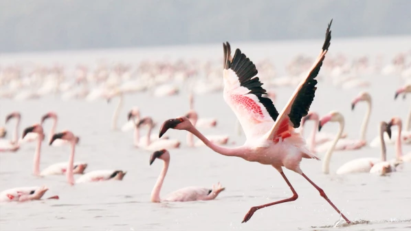 The first flamingo sanctuary in Thane to start from February 1