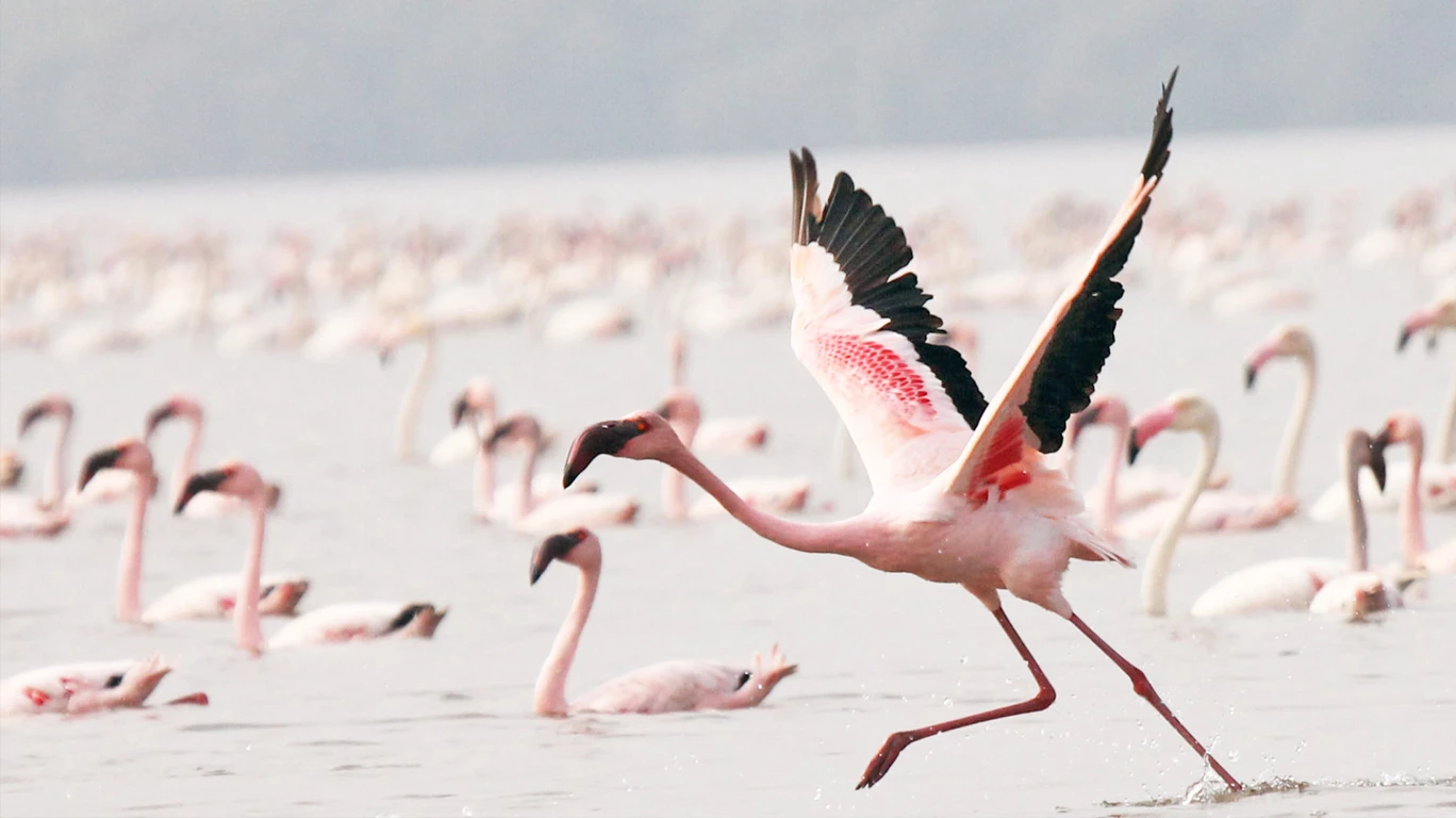 The first flamingo sanctuary in Thane to start from February 1