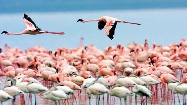 एेरोलीमध्ये फ्लेमिंगो पाहाण्यासाठी बोट राईड!