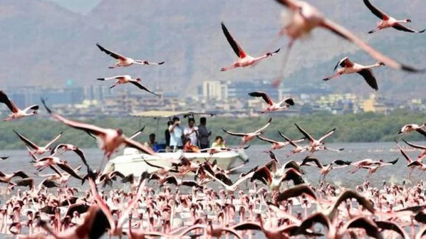  ऐरोली में फ्लेमिंगो देखने के लिए अब बोट राइडिंग सेवा 