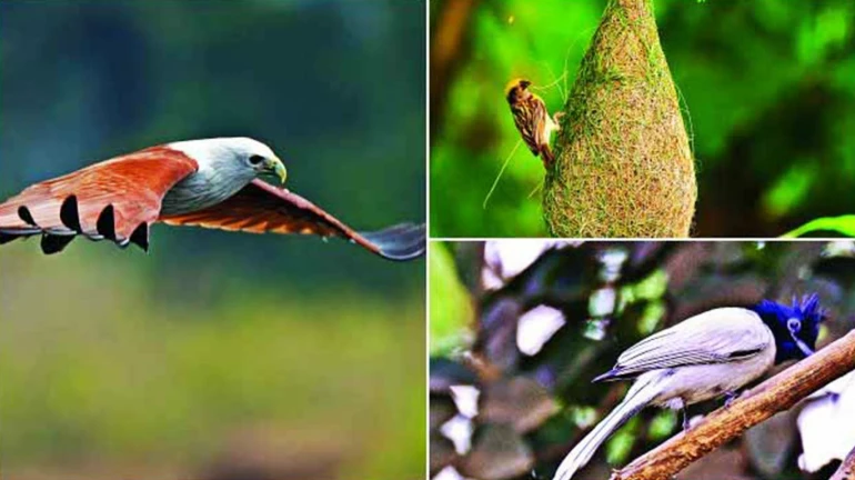 The 14th Annual Mumbai BirdRace is happening this Sunday! 