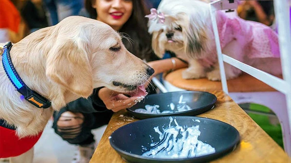 कॅफे, पेट्स अँड यू