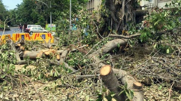 तर, मुंबई नामशेष होईल अन् मेट्रोच उरेल: उच्च न्यायालय