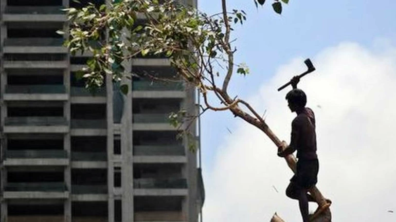 BMC warns citizens to not cut trees for Holi bonfire; Guilty will be imprisoned 