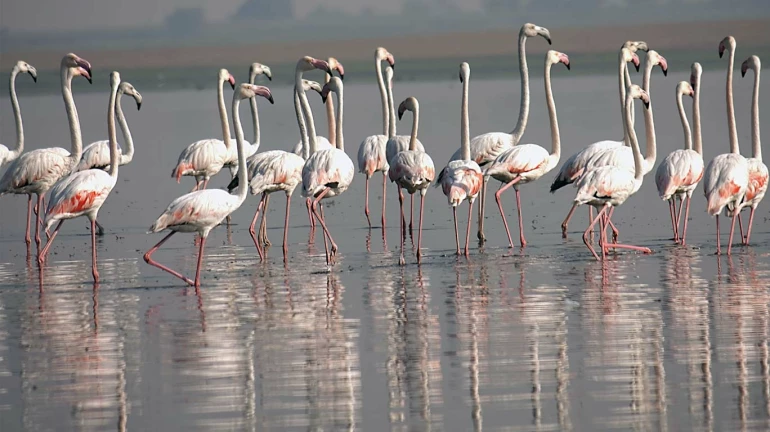 Maharashtra Govt's Initiative To Preserve Flamingo Lake After Many Deaths Maharashtra Govt's Initiative To Preserve Flamingo Lake After Many Deaths