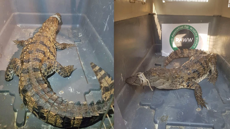 4.4 feet long crocodile rescued from a drain in Mulund