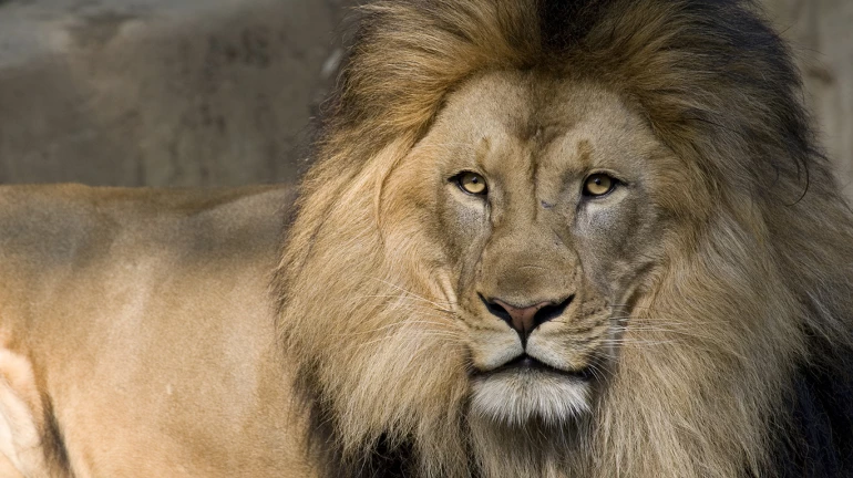 Byculla zoo to get a lion all the way from Junagarh