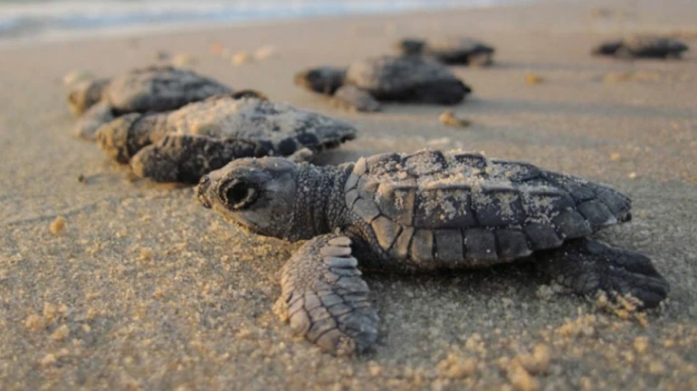 Mumbai experiences joy as 80 newly hatched rare turtles reappear at Versova beach after 20 years