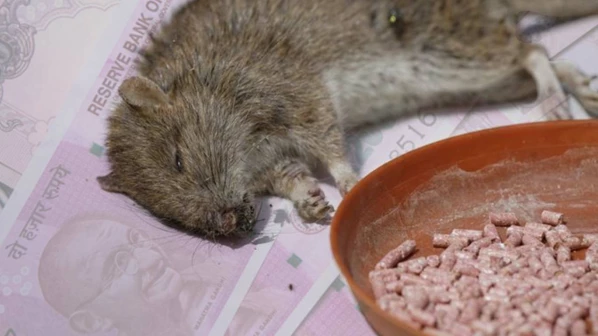 उंदरांच्या गोळ्यांचा खर्च ४ लाखांचा  