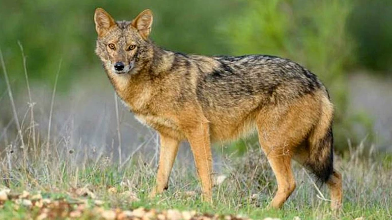 Animal Welfare Officials rescue a Golden Jackal from Vikhroli East