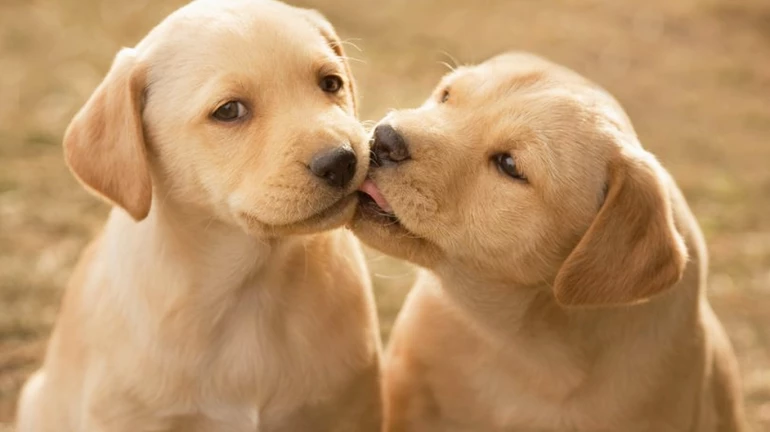 Thane to get a pet park, recreational facilities for street dogs Thane to get a pet park, recreational facilities for street dogs