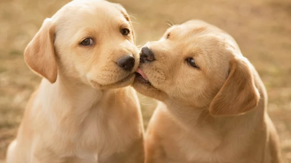 Love dogs but can't adopt one? You'll soon be able to spend a few hours with adorable canines