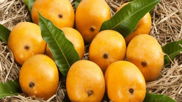 ना रत्नागिरी, ना देवगडचा... हापूस तर अख्ख्या कोकणाचा!