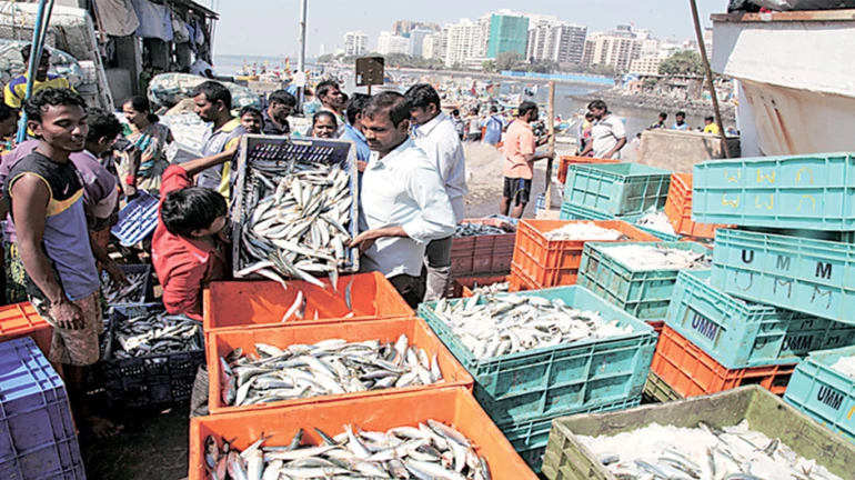 महाराष्ट्र सरकार ने 1 जून से 31 जुलाई के बीच मछली पकड़ने पर लगाया प्रतिबंध