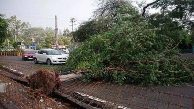 झाड अंगावर कोसळून एकाचा मृत्यू