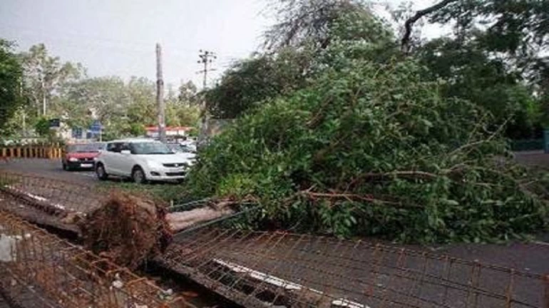 3 Injured As Tree Collapses At Chembur